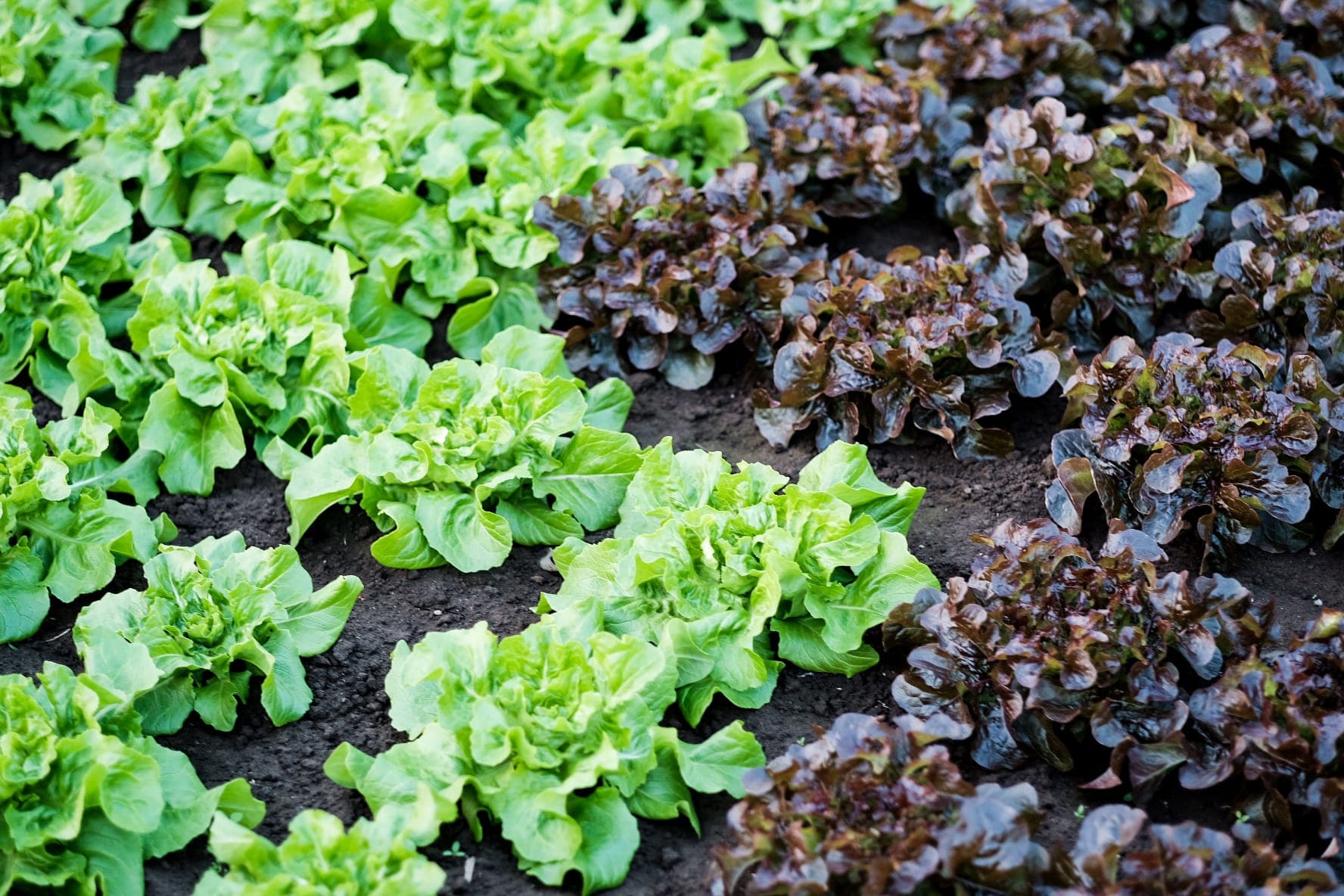 Verse slarijen op het veld, klaar voor de oogst